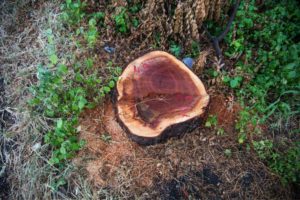 tree-stump-in-the-forest-cutting-down-tree-in-the-2022-01-30-22-03-50-utc